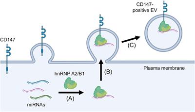 Harnessing microRNA-enriched extracellular vesicles for liquid biopsy